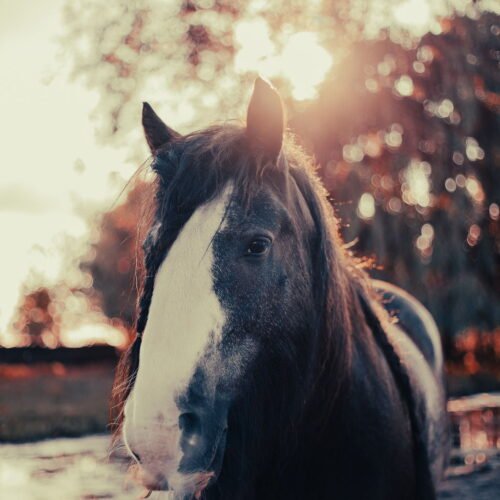Marieka Ratsma Fotografie